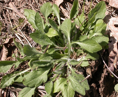 Winter Annual Weed Control with Fall-Applied Herbicides